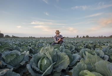 Cabbage grower in field with notebook Adobe Stock
