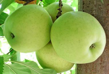 Südafrika Apfel Golden Delicious L. Brodie