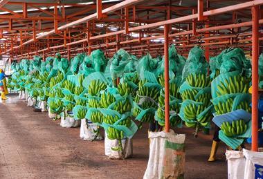 Ecuador exported 354.6 million boxes of bananas in 2022