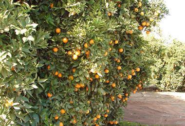 US California Navels