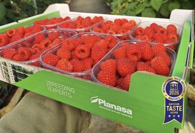 Planasa Pink Hudson raspberry