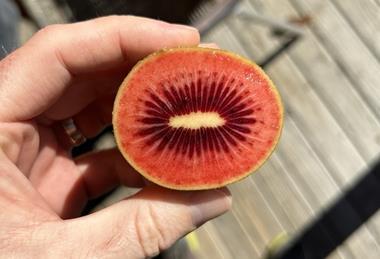 Zespri Red80 sliced open