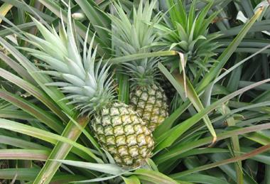 Pineapples