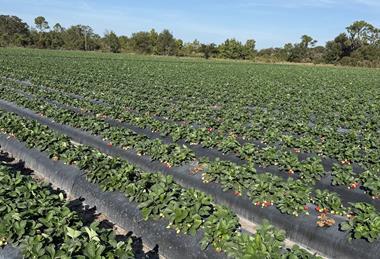 Oppy Dole Florida strawberry production US