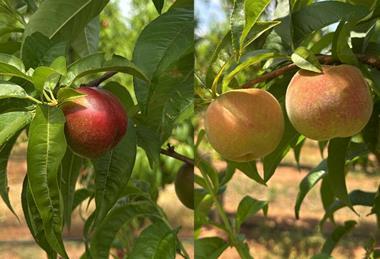 Australian stonefruit