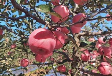 Weather damaged Apples in a Shandong Orchard, China