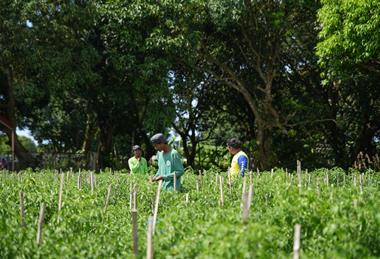Mayani partner farmers in Southern Luzon, Philippines 1