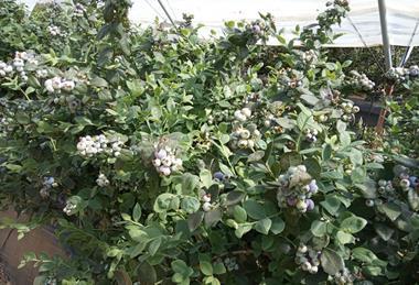 Cuna de Platero Cupla