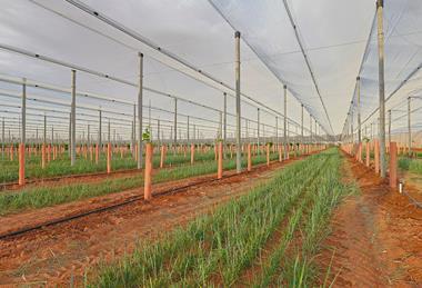 Grape Co H14 kiwifruit vines Australia