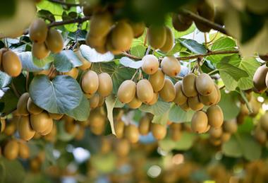 Zespri Kiwifruit