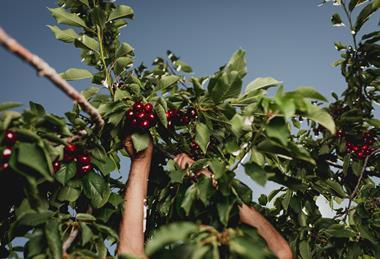 ACVJ cherries