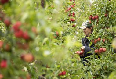 Topfruit is among the recipients of new funding