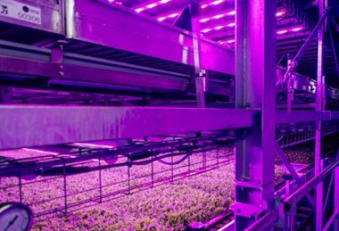 GrowUp Farms supplied leafy salads to major retailers