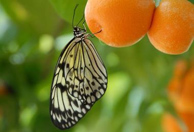 Biodiversity butterfly apricots