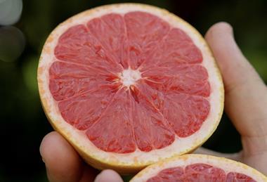 SummerStar Ruby grapefruits in hand South Africa