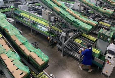 Ceres Fruit Growers Tru-Cape South Africa apple packhouse