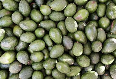 Green Hass avocados overhead shot Adobe Stock