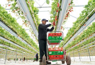 British strawberries are expected to have strong flavour