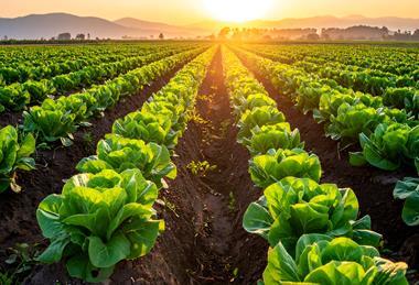 Lettuce field Adobe Stock