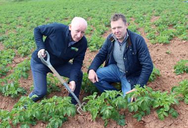 Wilson's Country MD Lewis Cunningham (left) and agronomist Stuart Meredith inspect new season potatoes in North Co Down