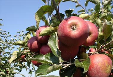 Äpfel am Baum