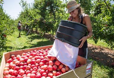 NZ TandG Global apples