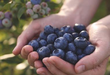 Blueberries
