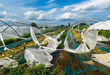 Destroyed greenhouse Cia Reggio Emilia