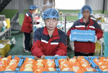Chiinese pears to Argentina