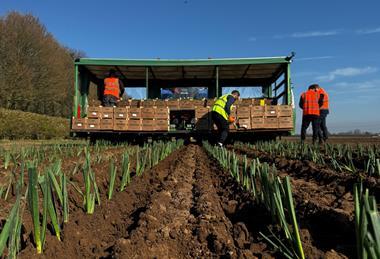 AH Worth is a major producer of leeks in South Lincolnshire