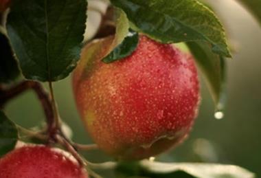 apfel bveo-deutsches obst und gemuese