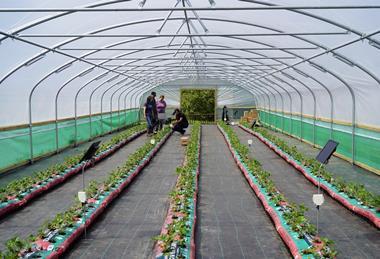 AgriSound UK strawberry pollination project