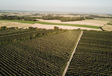 Gruppa Organic Poland apple production landscape