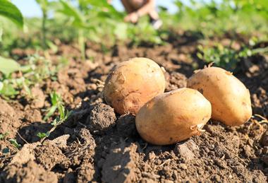 Potato production is under pressure