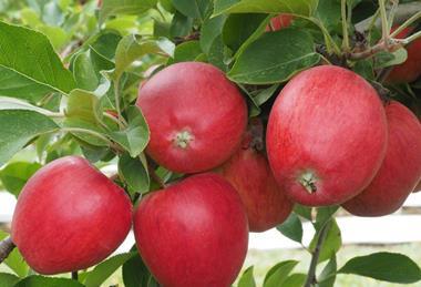 Charlo apples on a tree