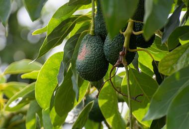 Avocado on tree Adobe Stock