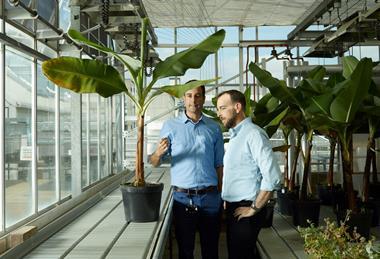 Gilad Gershon Tropic Biosciences bananas