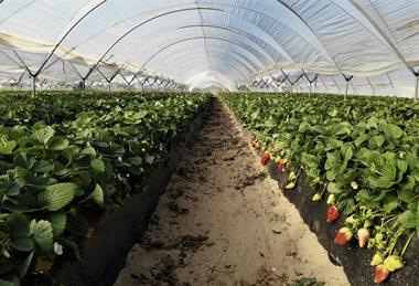 Strawberry production in polytunnels Huelva Spain Adobe Stock