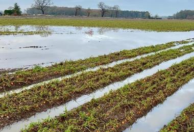 Flooded carrot field York 2