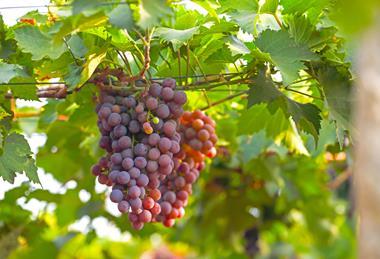 India is a major grower and exporter of grapes
