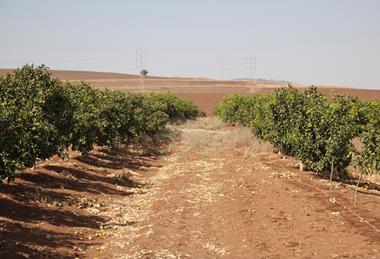 Israel citrus