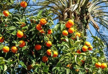 Citrus is a key export to the UK from both Morocco and Egypt