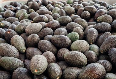 Harvested Hass avocados in bin Adobe Stock