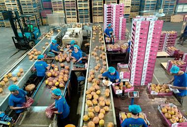 Pomelos processed China