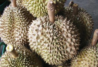 Thai durian