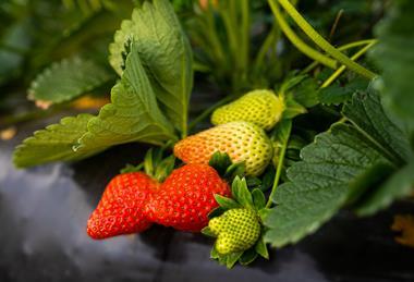 Campo Fresón de Palos