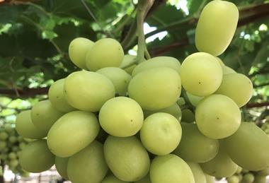 Bloom Fresh Sweet Globe