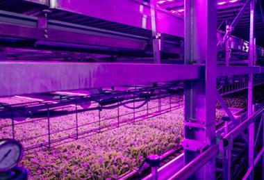 Strawberries could offer greater flexibility and more predictable demand