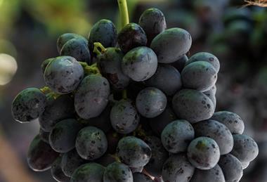 Australia grows more than 130 varieties of table grape