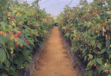 Onubafruit growing ABB Malaika raspberries